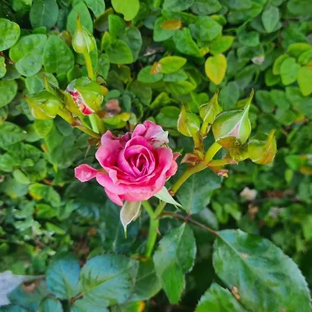 Hollidays Dreams * Póvoa de Varzim