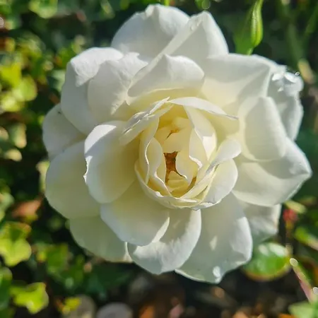 بيت للعطل Hollidays Dreams *