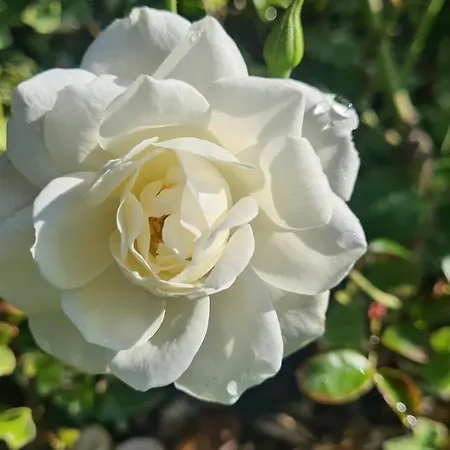 Hollidays Dreams * بوفوُ جي فارزيم