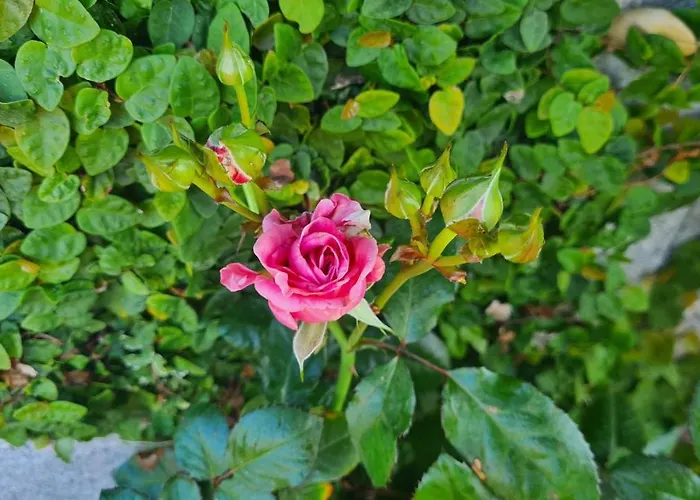 Hollidays Dreams * Póvoa de Varzim