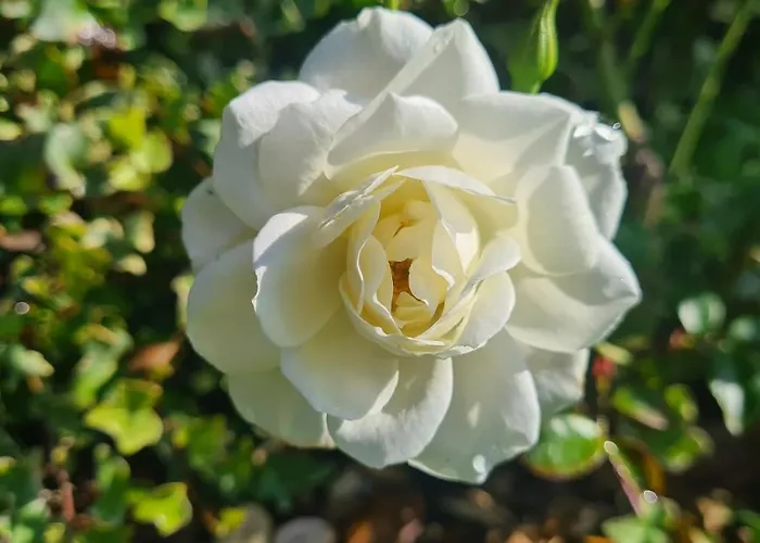 Casa vacanze Hollidays Dreams *