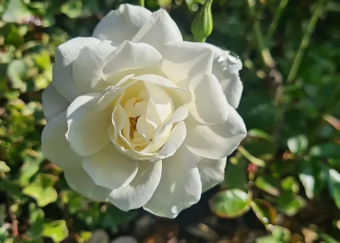 Hollidays Dreams * Póvoa de Varzim